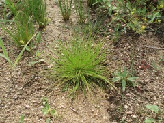 Eleocharis ovata