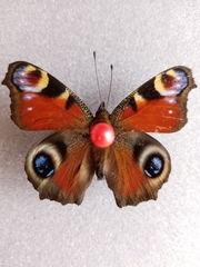 Aglais io