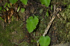 Corybas oblongus