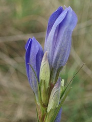 Gentiana pneumonanthe