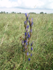 Gentiana pneumonanthe
