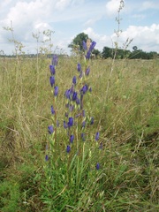Gentiana pneumonanthe
