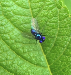 Condylostylus mundus
