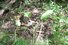 Symplocarpus foetidus