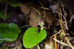 Corybas hatchii