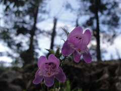Penstemon campanulatus