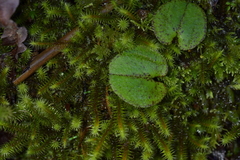 Corybas hatchii