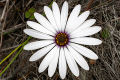 Dimorphotheca