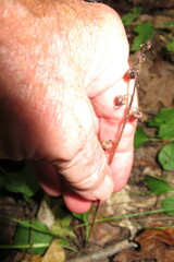 Pyrola elliptica