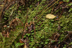 Corybas hatchii