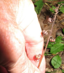 Pyrola elliptica