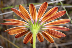 Dimorphotheca