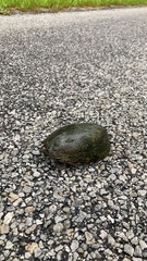 Sternotherus odoratus