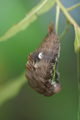 Megalopyge opercularis