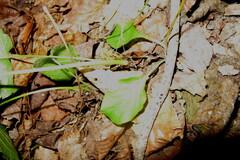 Pyrola elliptica