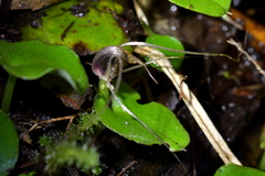Corybas hatchii