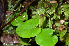 Corybas hatchii