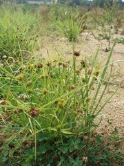 Carex bohemica