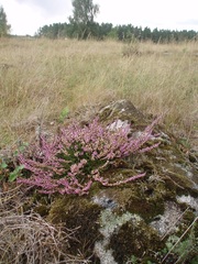 Calluna vulgaris