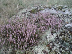 Calluna vulgaris