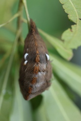 Megalopyge opercularis