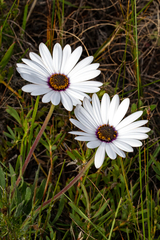 Dimorphotheca