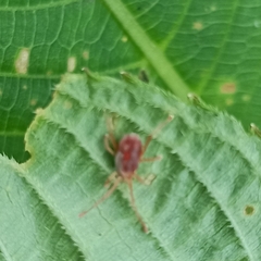 Trombidiformes