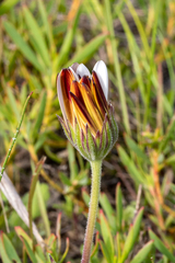 Dimorphotheca