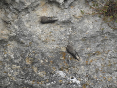 Ptyonoprogne rupestris