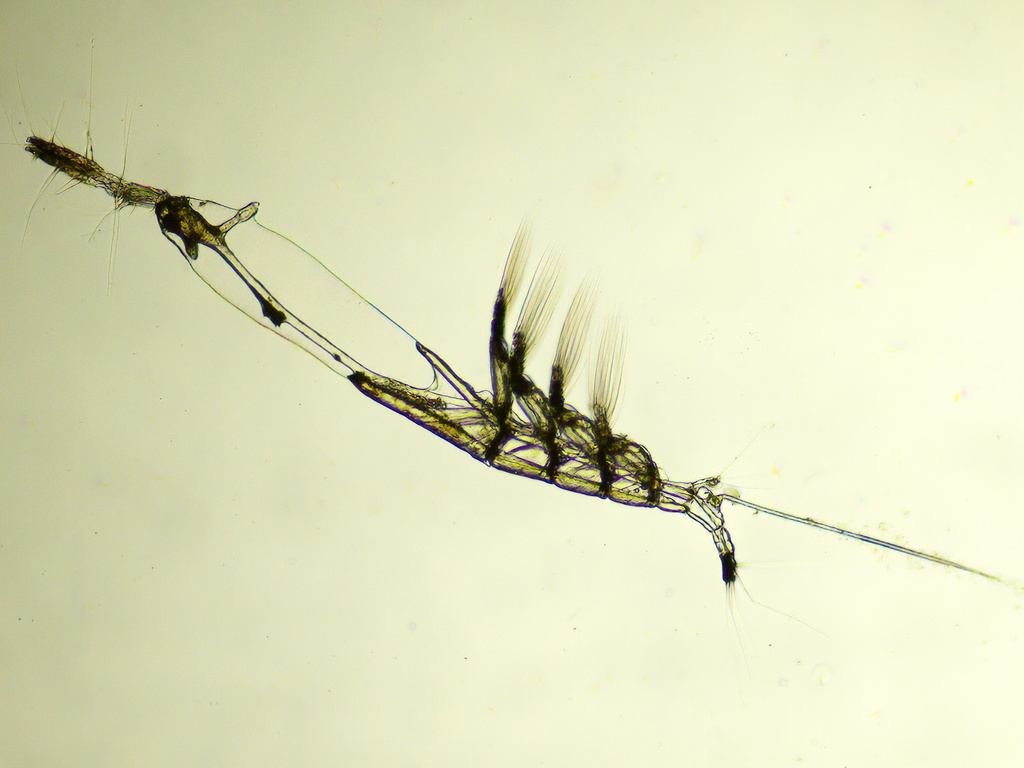 Cymbasoma