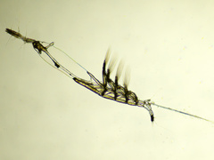 Cymbasoma