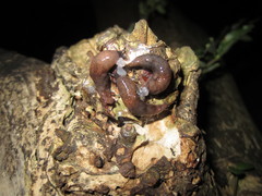 Deroceras reticulatum