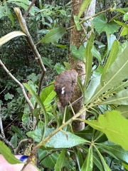 Megalopyge opercularis