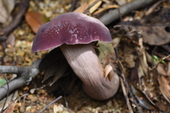 Boletus