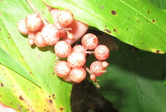Maianthemum racemosum