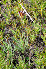 Dimorphotheca