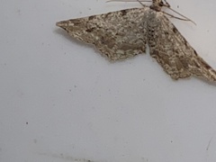 Macaria pinistrobata