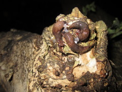Deroceras reticulatum