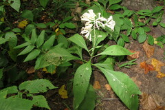 Eutrochium purpureum