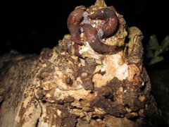 Deroceras reticulatum