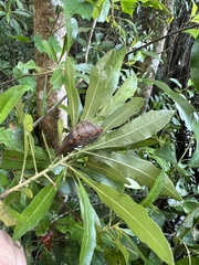 Megalopyge opercularis