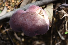 Boletus