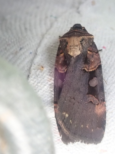 Pink-spotted Dart photo 5