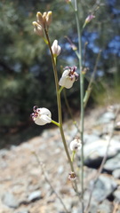 Caulanthus amplexicaulis barbarae