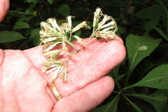 Eutrochium purpureum