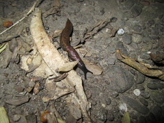 Tandonia