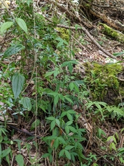Zanthoxylum asiaticum