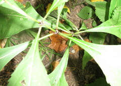 Eutrochium purpureum