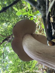 Boletus