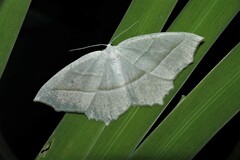Campaea perlata